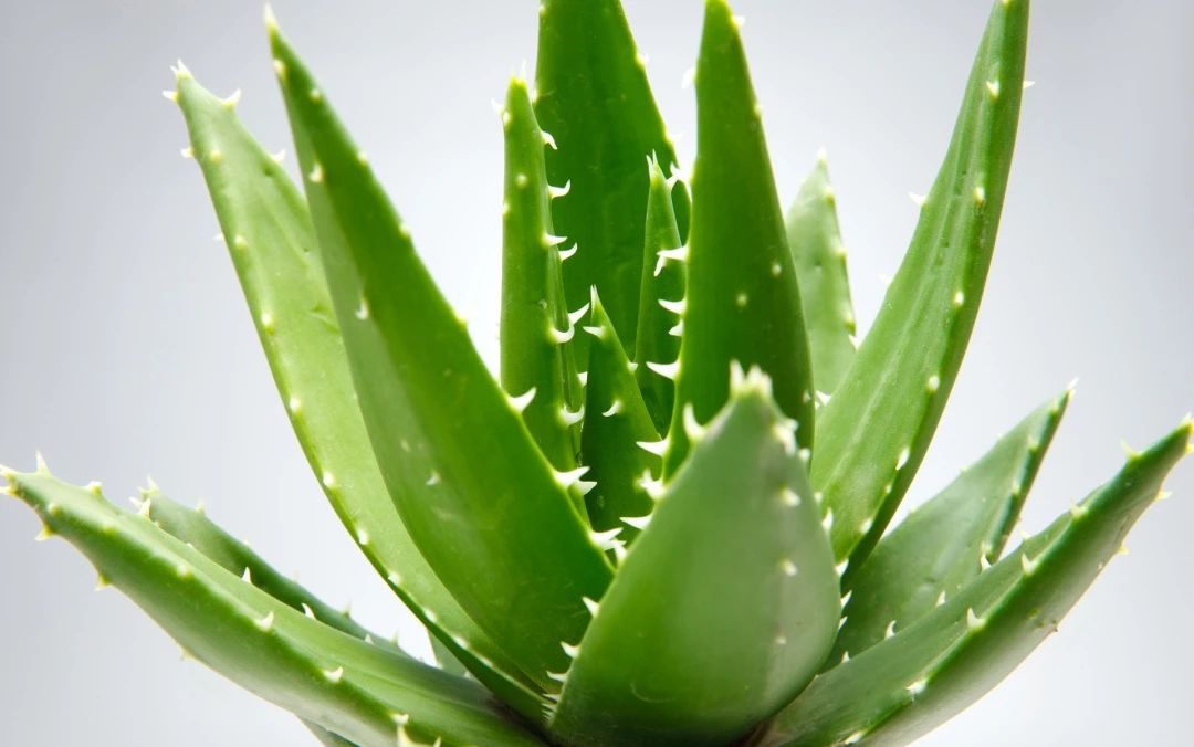 when-flowers-bloom-in-spring-customs-unveils-the-classification